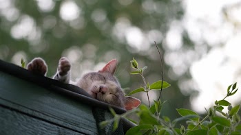 Photo of Gray Cat Near Sleeping