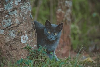 Photo of Gray Cat Standing Behind Tree