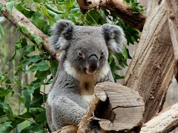Photo of Gray Koala