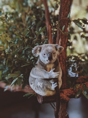 Photo of Gray Koala Bear Hugging Tree