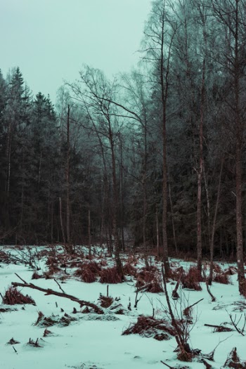 Photo of Gray Leafed Trees and Snow