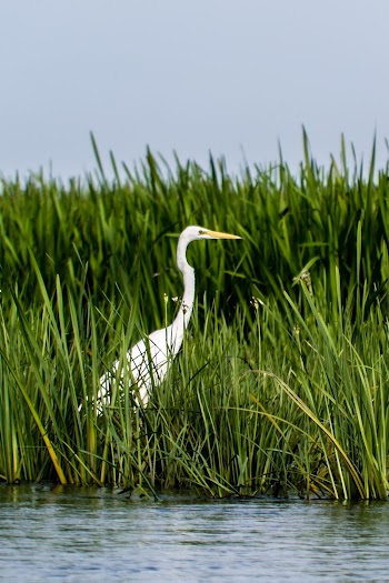 Photo of Great Egret Standing on Grass Near Body of Water