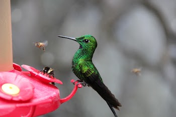 Photo of Green and Black Hummingbird Perched on Red Branch