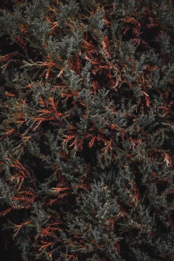 photo of green-and-orange leafed tree