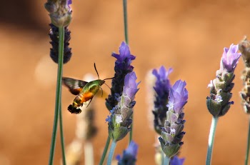 Photo of Green and Orange Moth on Flower