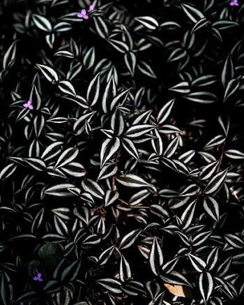 Photo of Green and White Plant