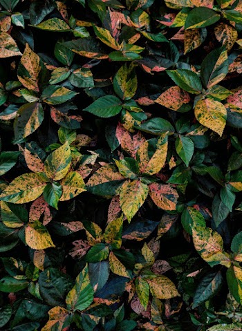 Photo of Green and Yellow-Leafed Plants