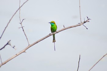 Photo of Green Bee-eater Perched on Branch