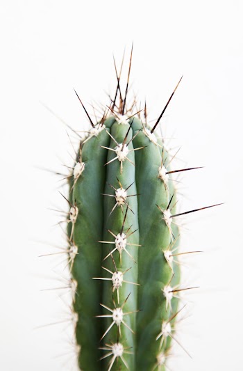 Photo Of Green Cactus