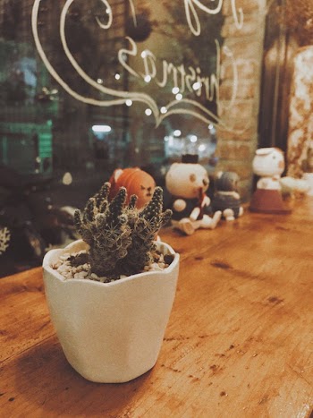 Photo of Green Cactus in a White Pot