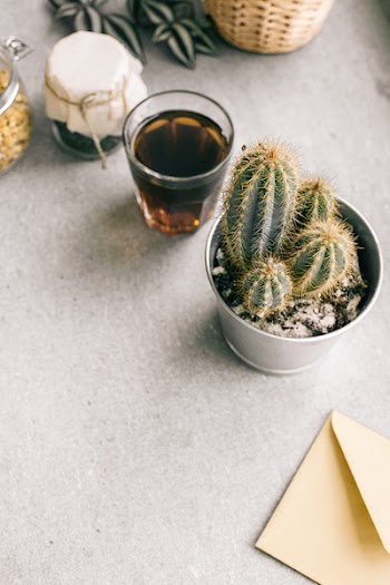 Photo of Green Cactus Plant Beside Clear Drinking Glass