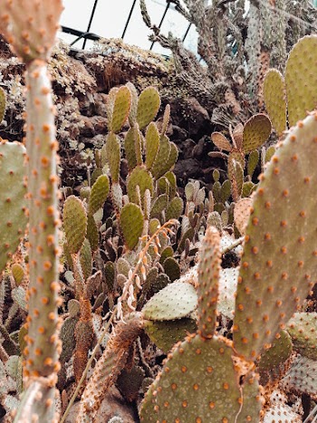 Photo of Green Cactus Plants