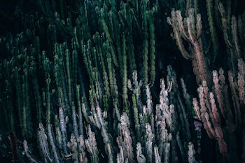 photo of green cactuse