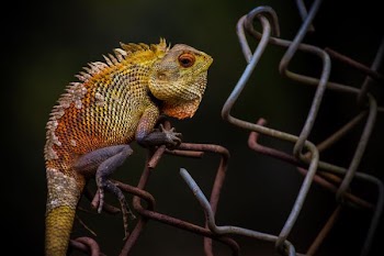 photo of green chameleon