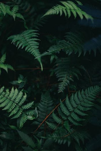 photo of green fern plants