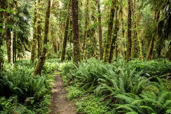 Photo of Green Forest
