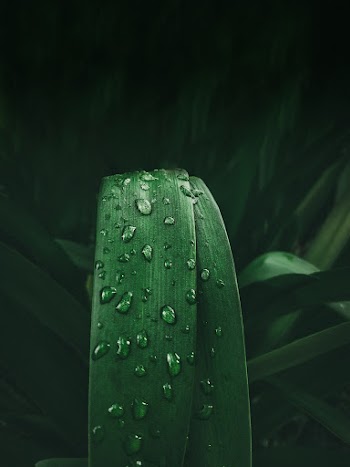 Photo of Green Grass