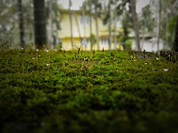 Photo of Green Grass With Water Dew
