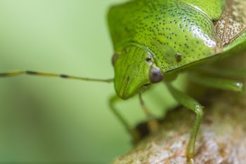 Photo of Green Insect Macro Shot