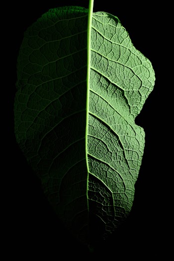 Photo of Green Leaf