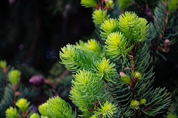 Photo of Green Leaf Plant