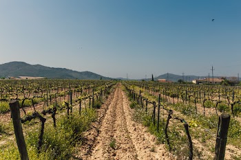 Photo of Green Leaf Plants With Brown Wooden Fences on Brown Soil