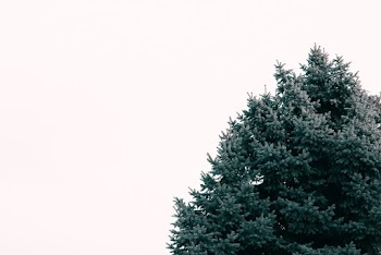 Photo of Green Leaf Tree