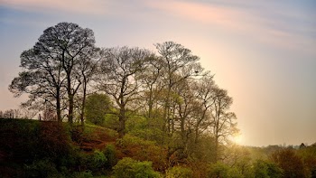 Photo of Green Leaf Trees