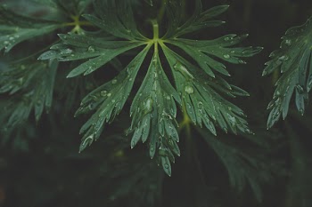 Photo Of Green Leaf With Drops Of Water