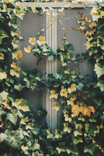 photo of green leafed plant