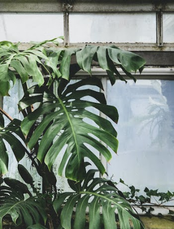 Photo of Green Leafed Plant