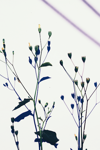 Photo of Green Leafed Plant