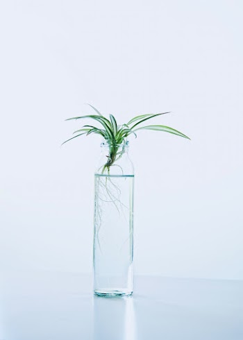 Photo of Green Leafed Plant in Bottle With Water