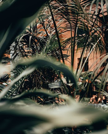 Photo of Green Leafed Plants