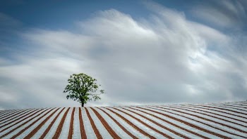 photo of green leafed tree