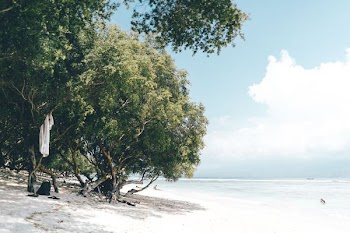 photo of green leafed tree