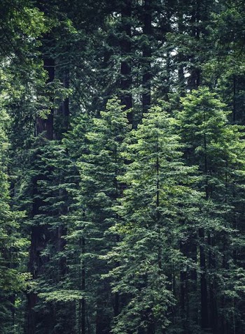 photo of green leafed tree s