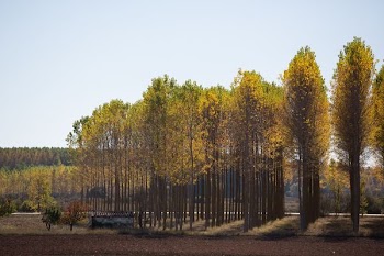 photo of green leafed trees