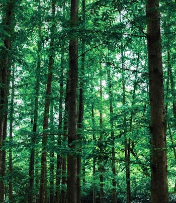 photo of green leafed trees