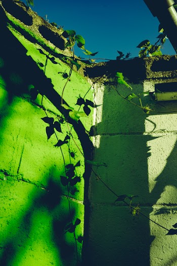 Photo of Green Leafed Vines