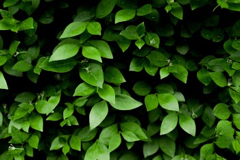 Photo of Green Leafy Plant
