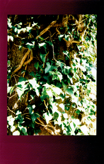 Photo of Green Leaves