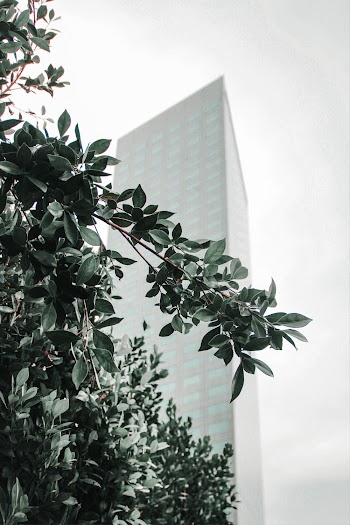 Photo of Green Leaves