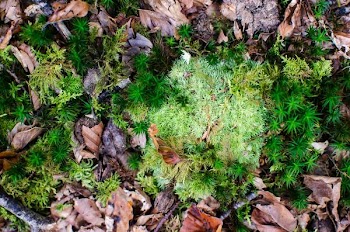 photo of green moss and dried leaf