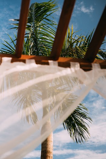 Photo of Green Palm Tree