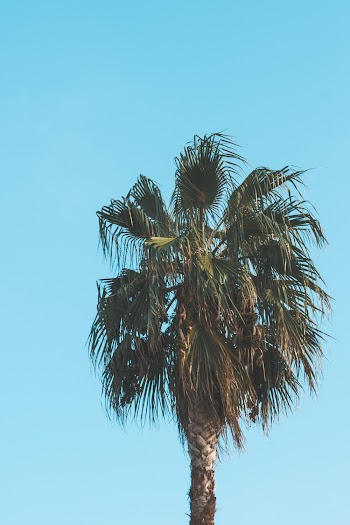 Photo Of Green Palm Tree