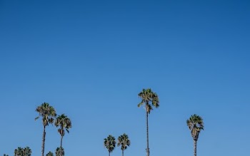 photo of green palm trees during daytime