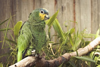 Photo of Green Parrot Perching on Branch