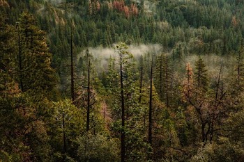 photo of green pine trees