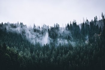 photo of green pine trees with fogs